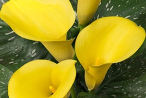 Zantadeschia Captain Morelli 01